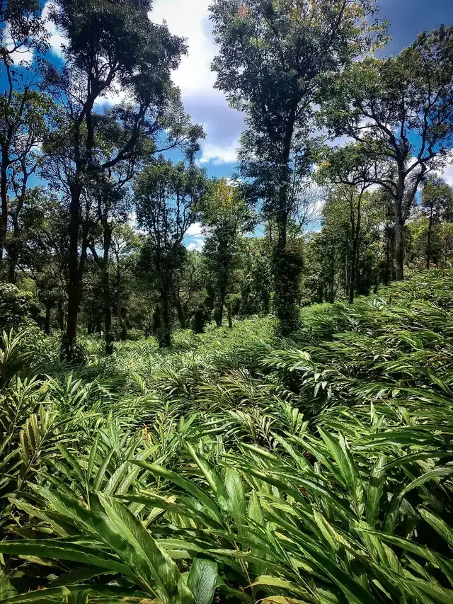 Mist over the forested ridges of a cardamom plantation in the Idukki hills