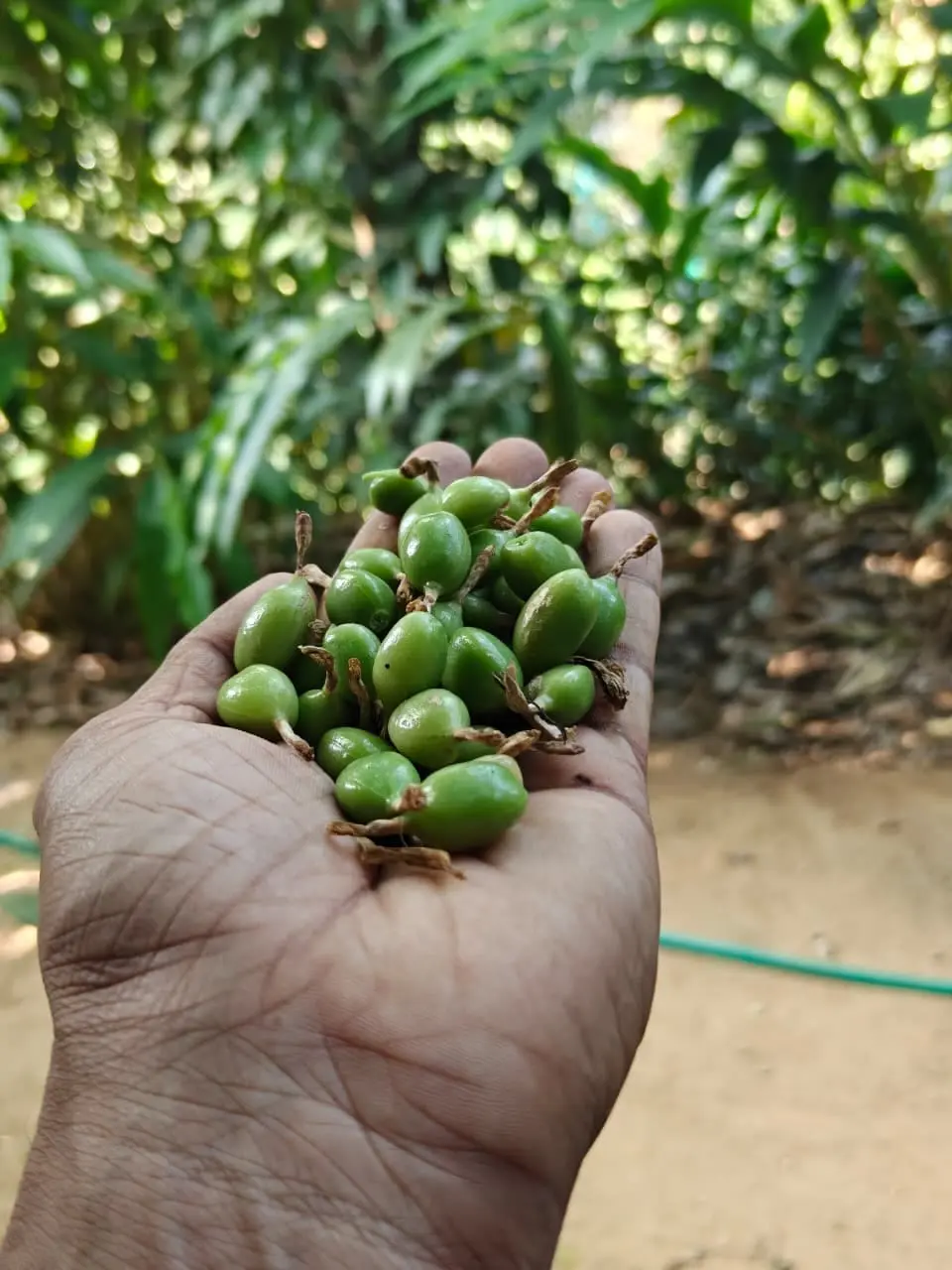 A farmer's hands holding freshly hand-picked green cardamom at an Udumbanchola plantation